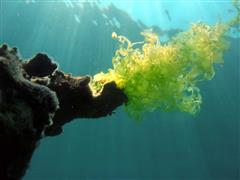 impachetari anticelulitice cu alge cluj