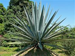 Agave tequilana 