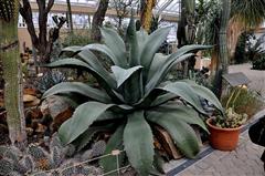 Agave salmiana